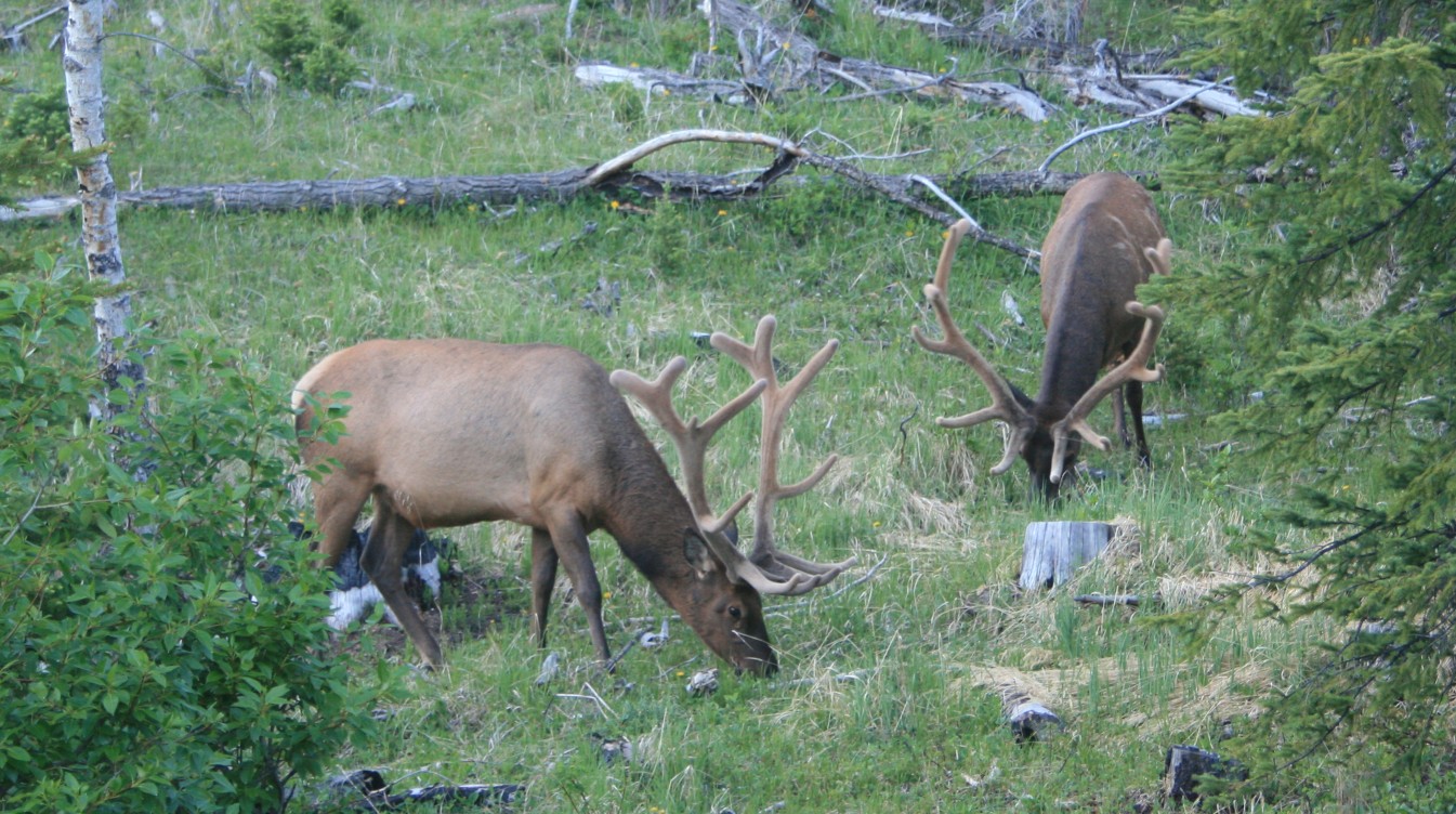 Elk